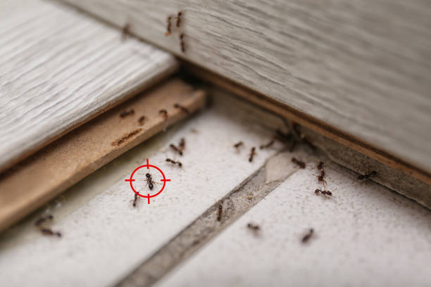 Best Exterminator Services  in Red Chute, LA