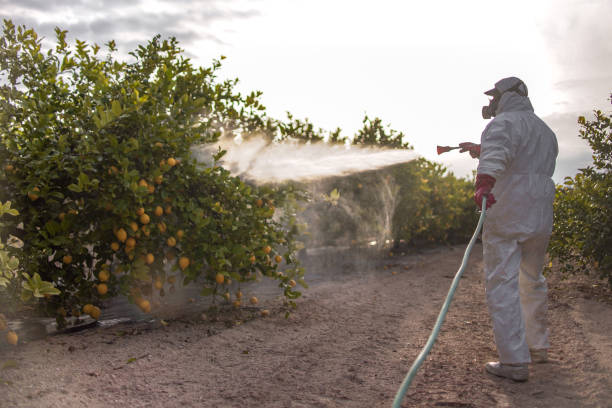 Best Bed Bug Extermination  in Red Chute, LA