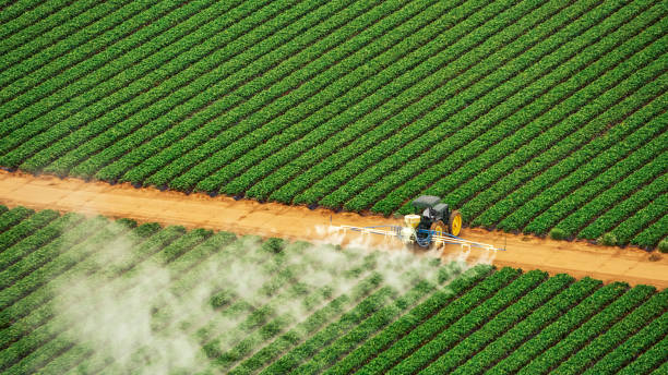 Best Cockroach Control Services  in Red Chute, LA