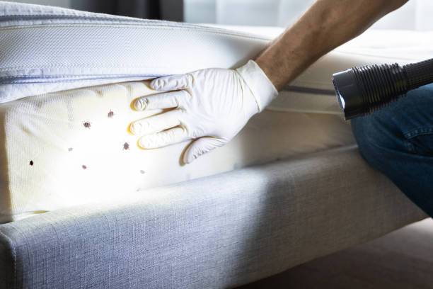 Best Affordable Pest Control Services  in Red Chute, LA