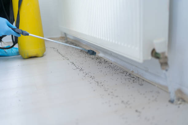 Best Rat Extermination Near Me  in Red Chute, LA