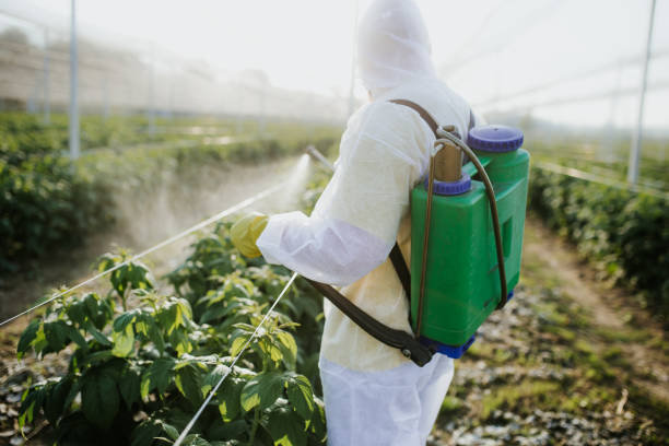 Best Termite Control Services  in Red Chute, LA